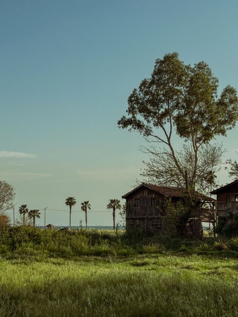 A rural outdoor scene featuring an old, weathered wooden house with a sloped roof situated amidst tall green grass. In the background, a line of palm trees and other trees with full foliage are visible under a clear blue sky with minimal clouds. A large, leafy tree is positioned to the right of the house, extending its branches overhead. The scene is bathed in natural daylight, highlighting the textures of the wooden structure and the surrounding lush vegetation. This setting illustrates the kind of environment where local house removals and furniture transport services, such as those provided by Man with Van Barnes, might operate for home relocation or interior moves, with emphasis on the careful handling of items in rural or semi-rural properties.