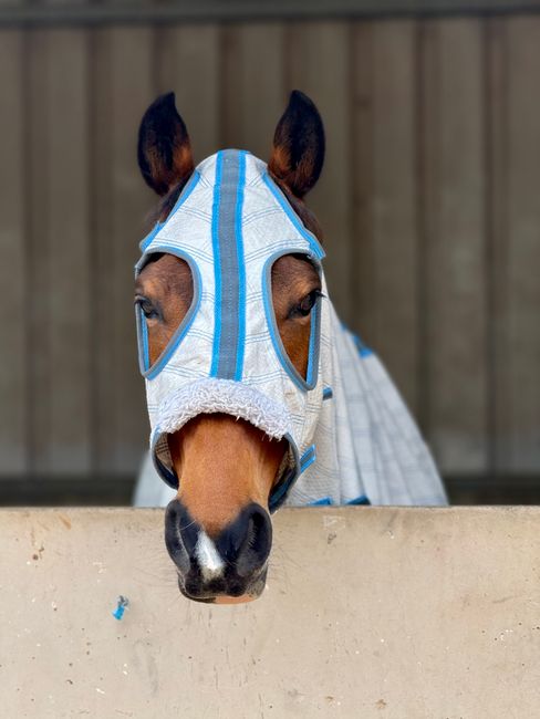 Close-up photograph of a brown horse wearing a blue and white protective fly mask with mesh eye covers, inside a stable or paddock area. The horse's head is positioned over a concrete barrier, with it